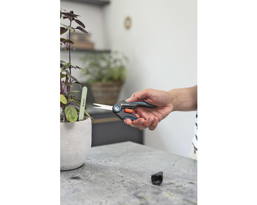 Tuinschaar voor het knippen van basilicum in een pot