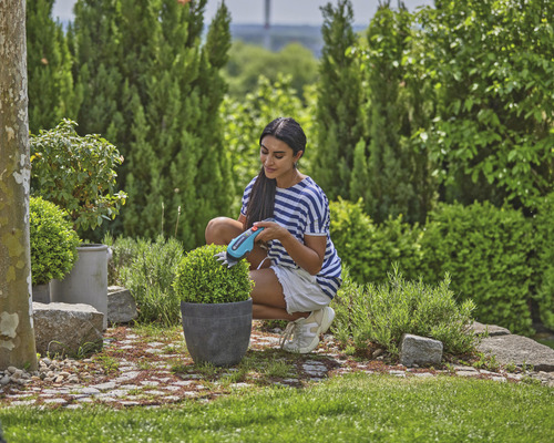 Vrouw snoeit buxusbol met accu-struikschaar in de tuin