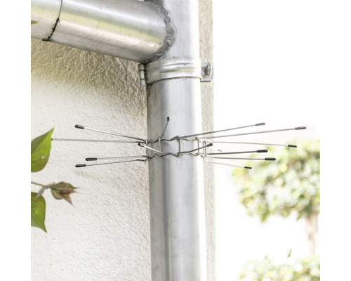 Regenpijp met vogelverschrikker