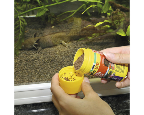 Overzicht van een axolotl aquarium waar JBL Novo Lotl axolotl voer aan wordt toegevoegd