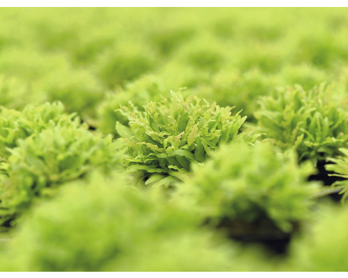 Close-up van vijverlevermos