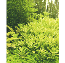 Detailopname van aquariumplanten