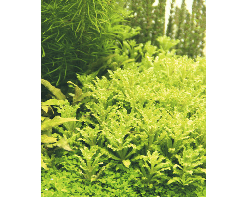 Detailopname van aquariumplanten