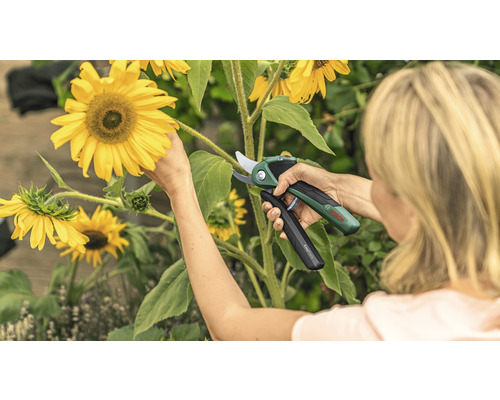Vrouw snoeit zonnebloemen met een accutuin snoeischaar van Bosch
