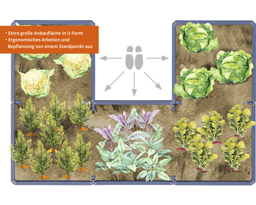 U-vormige verhoogde tuinbak met diverse groenten en kruiden.