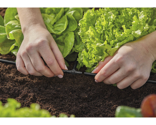 Installatie van een irrigatiesysteem in een moestuin met sla planten