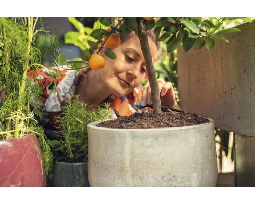 Vrouw installeert een irrigatiesysteem in een pot met een sinaasappelboom.