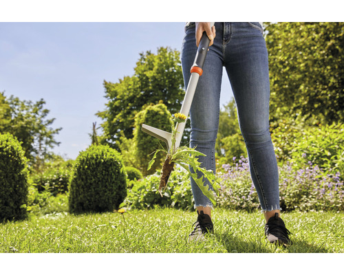 Vrouw verwijdert paardenbloem met een onkruidsteker in de tuin.