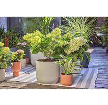 Scene met hortensia''s en siergrassen in plantenbakken op een terras.