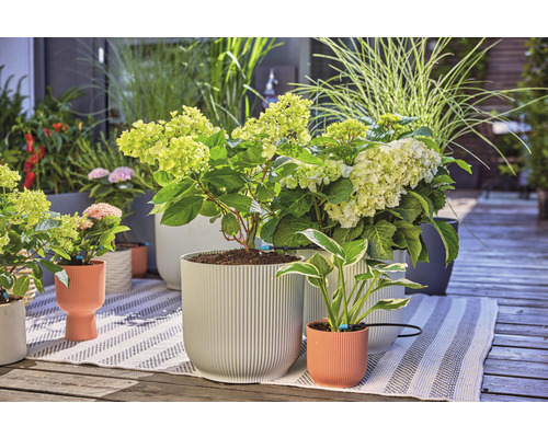 Scene met hortensia''s en siergrassen in plantenbakken op een terras.
