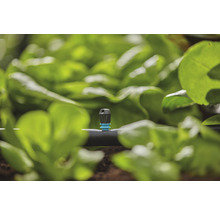 Druppelirrigatiesysteem in de tuin met sla planten