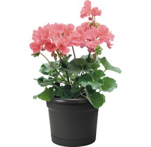 Geranium in een pot