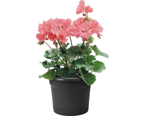 Geranium in een pot