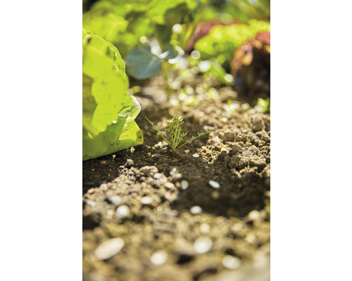 Groentetuin met sla en jonge planten in de aarde