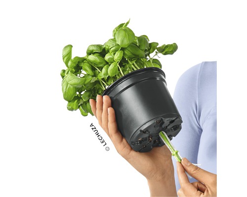 Basilicum in pot met bewateringssysteem in de hand