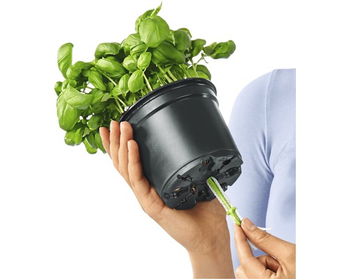 Basilicumplant in een pot wordt water gegeven