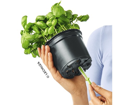 Basilicum plant in zwarte pot met irrigatiesysteem