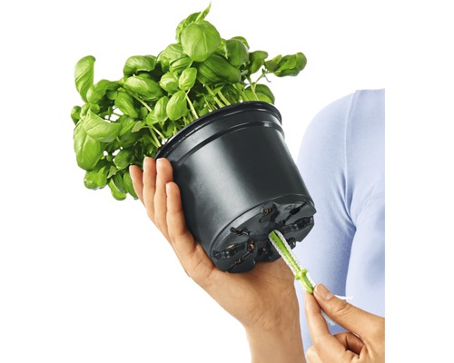 Basilicum in pot met irrigatiesysteem in de hand