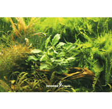 Aquariumplantenscène met verschillende waterplanten