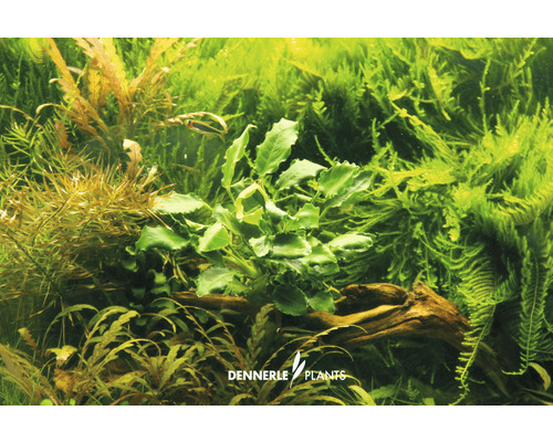 Aquariumplantenscène met verschillende waterplanten