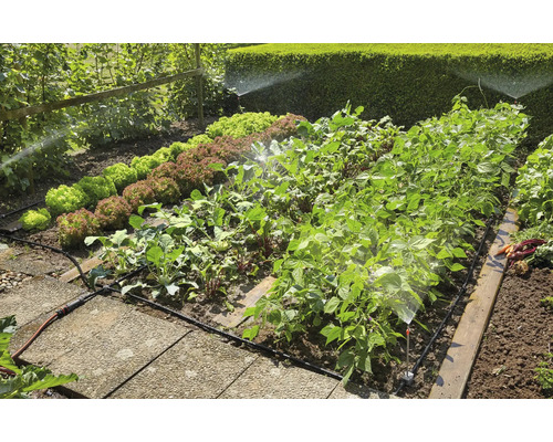 Bewakingssysteem in de groentetuin met sla, bieten en bonen