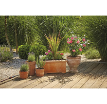 Terracotta plantenbakken met planten op een houten terras