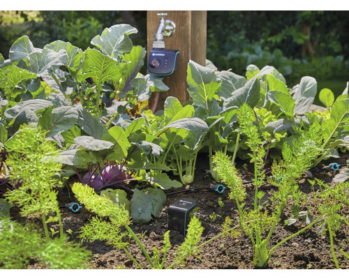 Groentetuin met kool, wortelen en automatische irrigatie