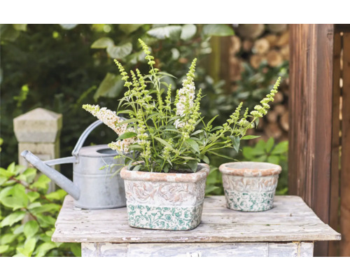 Tuinscene met vlinderstruik in siertuinpotten en gieter
