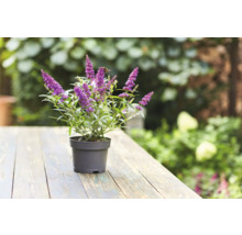 Vlinderstruik in pot met paarse bloemen op een houten tafel