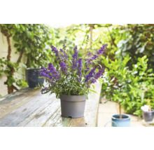 Vlinderstruik in een pot op een tuintafel