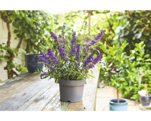 Vlinderstruik in een pot op een tuintafel