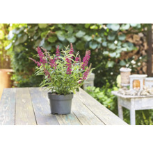 Bloeiende Hebe plant in pot op een houten tafel in de tuin.