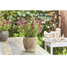 Vlinderstruik in pot op een houten tafel