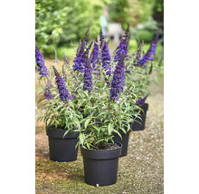 Vlinderstruik in zwarte potten in de tuin