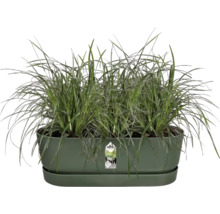Groene kruidenschaal met gras inclusief schotel