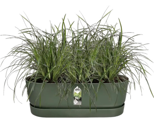 Groene kruidenschaal met gras inclusief schotel