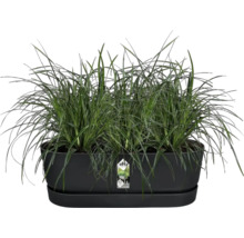 Plantenbak met siergras