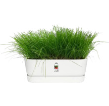 Witte plantenbak met groene beplanting