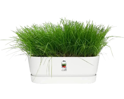 Witte plantenbak met groene beplanting
