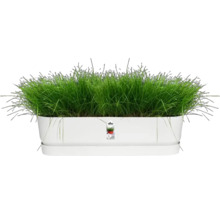 Langwerpige plantenbak met gras