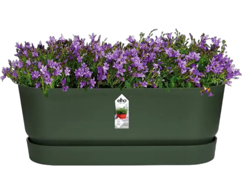 Bloembak met paarse klokjesbloemen