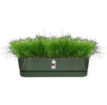 Rechthoekige plantenbak met fris gras