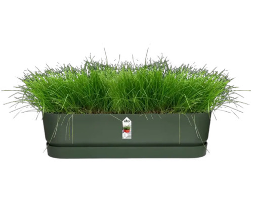 Rechthoekige plantenbak met fris gras