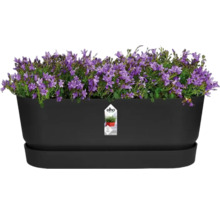Zwarte plantenbak met paarse klokjesbloemen