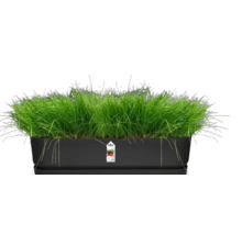 Gras in een rechthoekige plantenbak