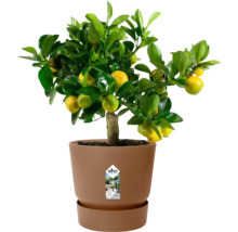 Mandarinenboom in plantenbak