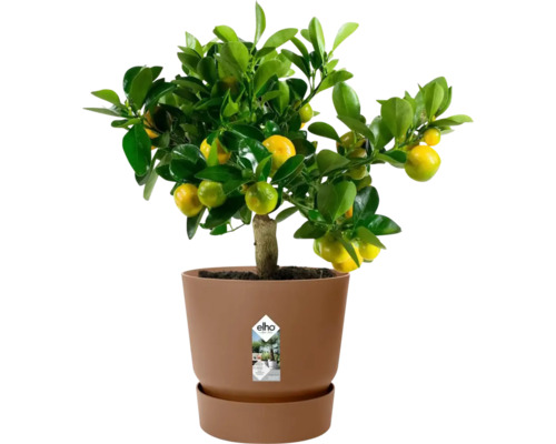 Mandarinenboom in plantenbak