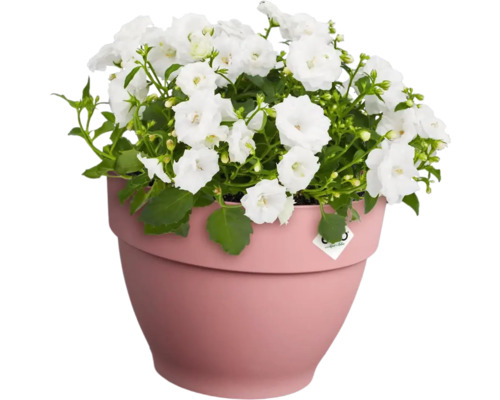 Klokjesbloem in een bloempot