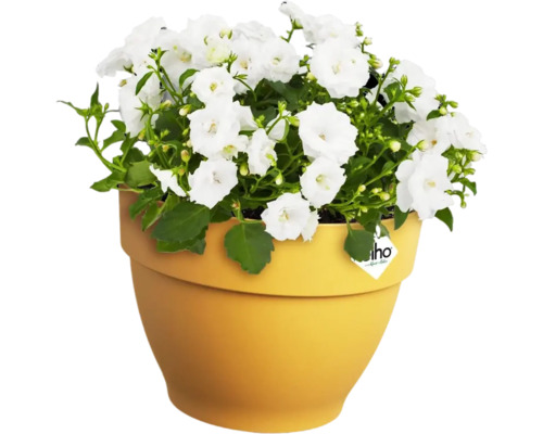 Klokjesbloemen in een bloempot