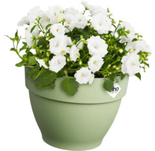 Klokjesbloem met witte bloemen in plantenpot